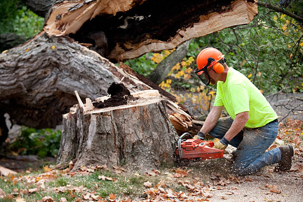 How Our Tree Care Process Works  in Sebring, OH