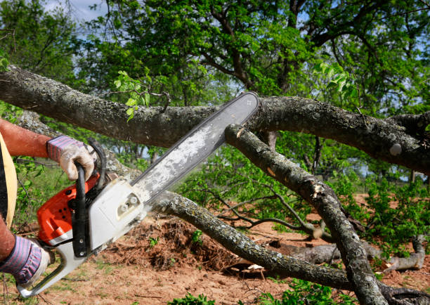 Sebring, OH Tree Services Company